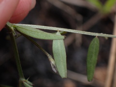 Vicia hirsuta