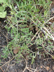 Vicia hirsuta