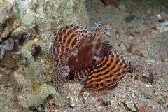 Dendrochirus hemprichi