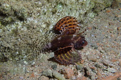 Dendrochirus hemprichi