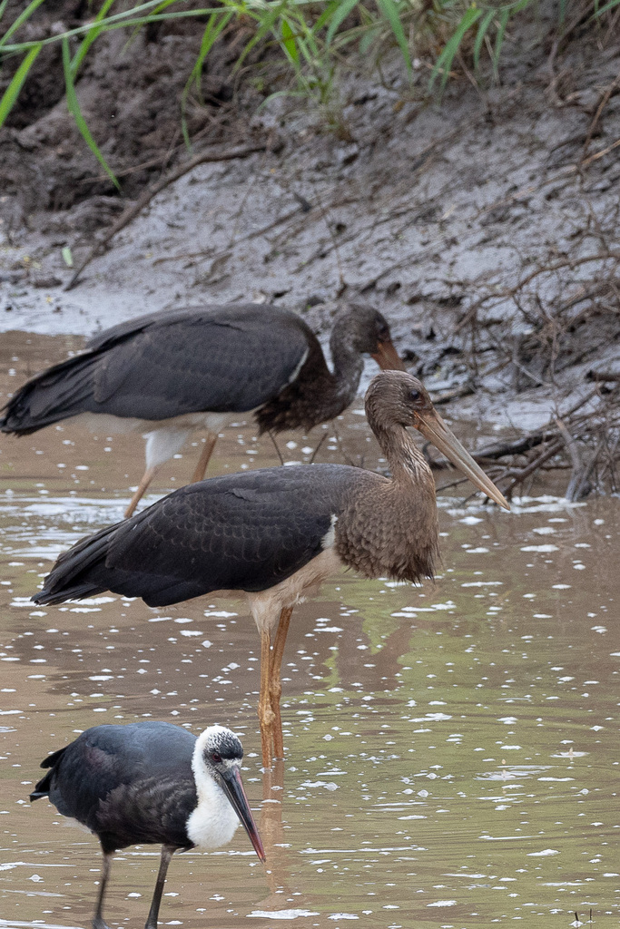 Black Stork from Ehlanzeni District Municipality, South Africa on ...