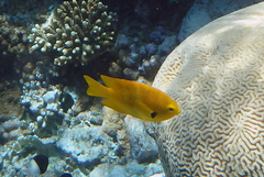 Pomacentrus sulfureus