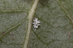 Aleuroplatus coronata