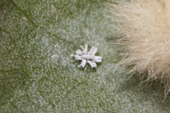 Aleuroplatus coronata
