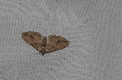 Pelurga comitata