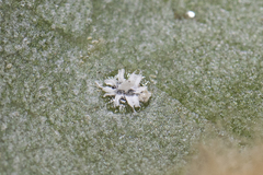 Aleuroplatus coronata