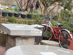 Passer montanus saturatus