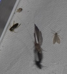 Acentria ephemerella