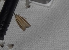 Agriphila selasella