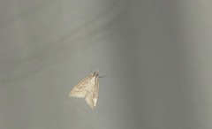 Udea lutealis