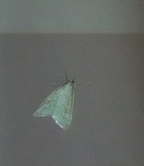 Udea lutealis