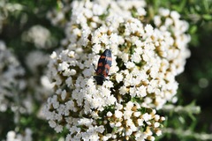 Castiarina