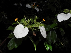 Mussaenda hainanensis