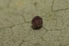 Neuroterus saltatorius texanus