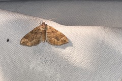 Pelurga comitata