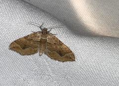 Pelurga comitata