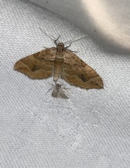 Pelurga comitata