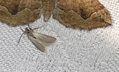 Acentria ephemerella