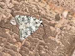 Bryophila domestica