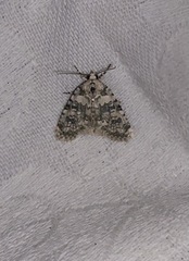 Bryophila domestica