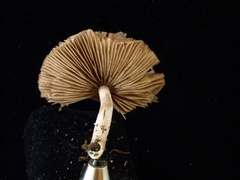 Coprinopsis cineraria