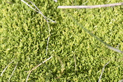 Scleranthus biflorus