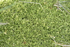 Scleranthus biflorus