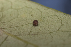 Neuroterus saltatorius texanus