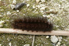 Spilosoma lubricipeda