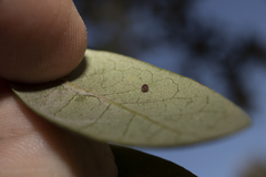 Neuroterus saltatorius texanus