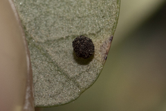 Neuroterus saltatorius texanus