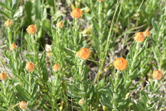 Xerochrysum subundulatum