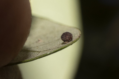 Neuroterus saltatorius texanus