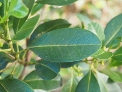 Acronychia imperforata