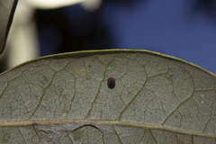 Neuroterus saltatorius texanus