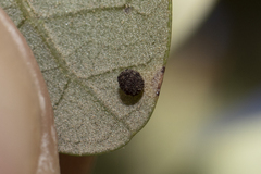 Neuroterus saltatorius texanus