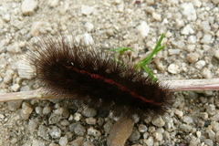 Spilosoma lubricipeda