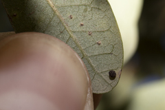 Neuroterus saltatorius texanus