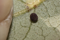 Neuroterus saltatorius texanus