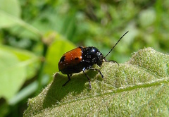 Cryptocephalus bipunctatus