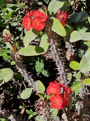 Euphorbia milii