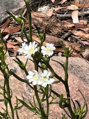 Ixodia achillaeoides