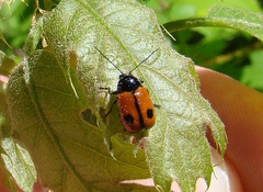 Cryptocephalus bipunctatus