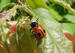 Cryptocephalus bipunctatus