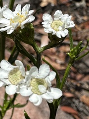 Ixodia achillaeoides