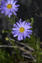 Brachyscome rigidula