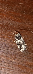 Barea confusella