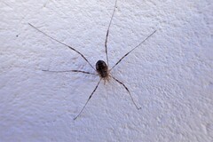 Dasylobus