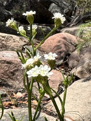 Ixodia achillaeoides