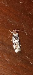 Barea confusella